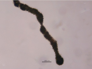 太湖藻类常见物种图谱